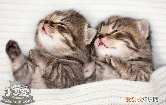 猫脱毛是什么原因,猫脱毛是怎么回事,猫脱毛是什么情况，猫脱毛严重是怎么回事