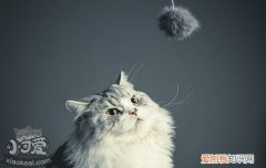 猫配种打架怎么办,两只猫配种打架,两猫配种光打架怎么办，猫咪配种一直打架怎么办