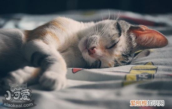 猫呛到了怎么办,猫被呛到怎么办,猫呛到了怎么治疗，猫被呛着了怎么办