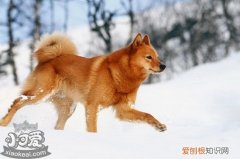 芬兰波美拉尼亚丝毛狗捡东西怎么训练教程，芬兰波美拉尼亚丝毛狗多少钱