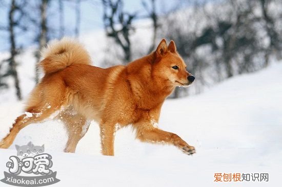 芬兰波美拉尼亚丝毛狗捡东西怎么训练教程，芬兰波美拉尼亚丝毛狗多少钱