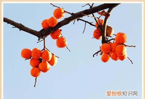 柿子树总长虱子怎么办，柿子树上生了柿虱用什么药防治呢