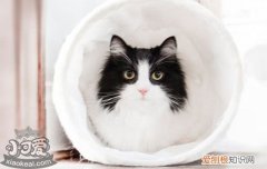 猫感冒一般几天自愈,猫感冒多久能自愈,猫感冒多久能好，猫感冒多久能自愈吗