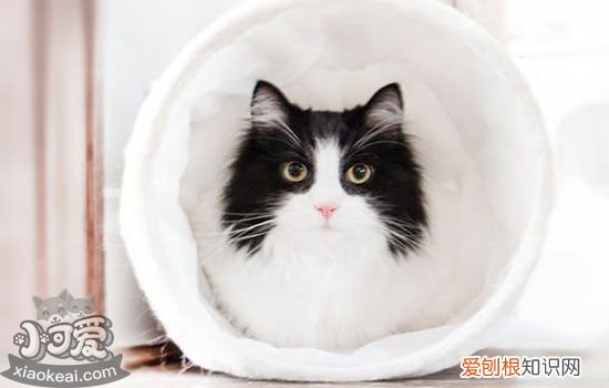 猫感冒一般几天自愈,猫感冒多久能自愈,猫感冒多久能好，猫感冒多久能自愈吗