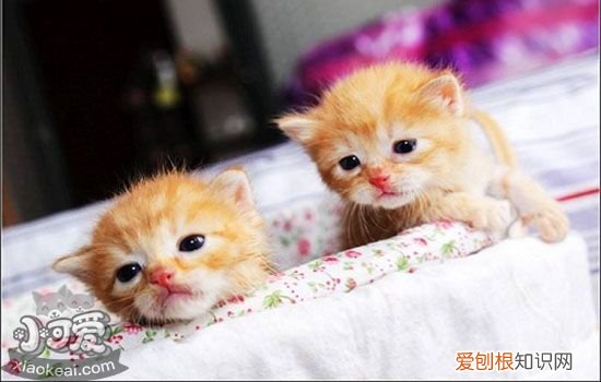 猫感冒一般几天自愈,猫感冒多久能自愈,猫感冒多久能好，猫感冒多久能自愈吗