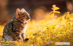 猫得猫瘟的症状,猫瘟症状,猫瘟的症状，猫咪出现猫瘟症状