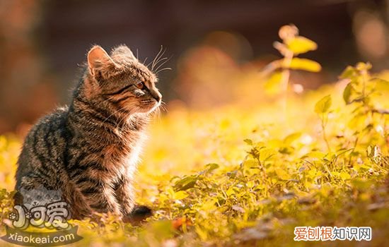 猫得猫瘟的症状,猫瘟症状,猫瘟的症状，猫咪出现猫瘟症状