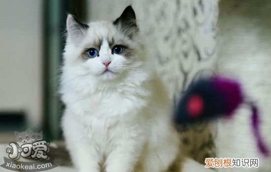 猫不打疫苗可以吗,猫可以不打疫苗吗,猫不打疫苗会怎么样，不给猫打疫苗可以吗