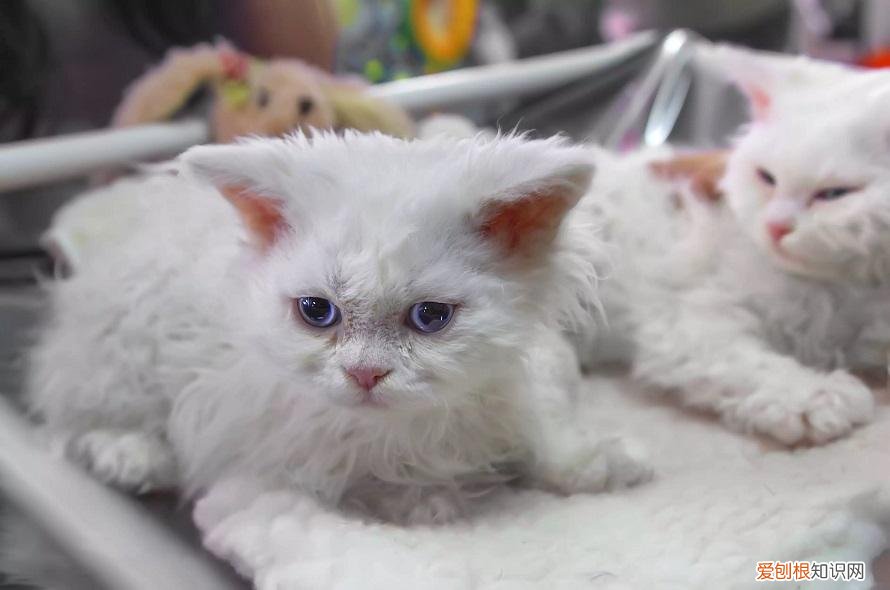 卷毛猫 品种 卷毛猫有哪些品种