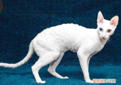 卷毛猫 品种 卷毛猫有哪些品种