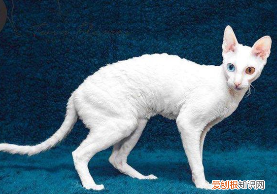 卷毛猫 品种 卷毛猫有哪些品种