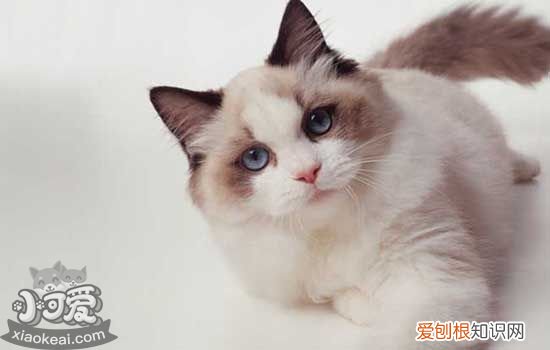 猫吃维生素b用量,猫维生素b吃多少合适,猫维生素b用量，猫咪喂维生素b的用量
