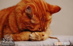 猫鼻支要死的征兆,猫鼻支后期什么症状,猫鼻支死前症状有哪些，猫鼻支临死前症状