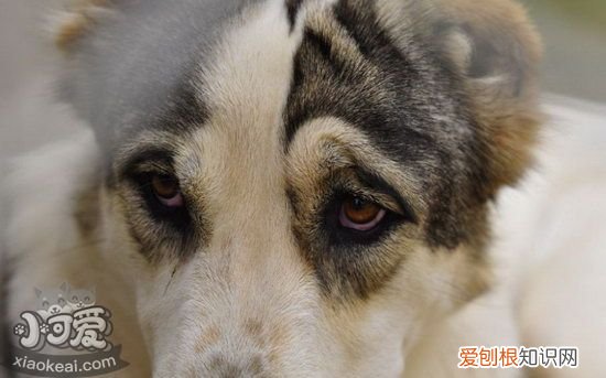中亚牧羊犬捡东西怎么训练，中亚牧羊犬衔取东西训练方法，怎么训练幼犬捡东西