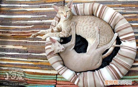 打疫苗的猫不容易得猫瘟吗,打了疫苗还会得猫瘟吗,猫打了疫苗会得猫瘟吗