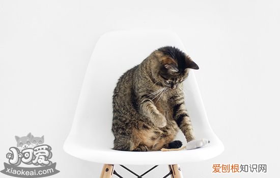 打疫苗的猫不容易得猫瘟吗,打了疫苗还会得猫瘟吗,猫打了疫苗会得猫瘟吗