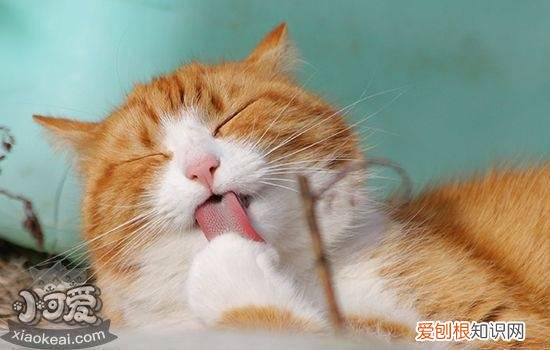 被小猫咬了一个小眼儿,被小猫咬出血,被小猫咬出血了轻微，被小猫咬流血