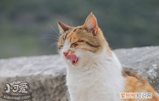 被小猫咬了一个小眼儿,被小猫咬出血,被小猫咬出血了轻微，被小猫咬流血