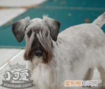 捷克梗排便怎么训练，捷克梗上厕所训练方法