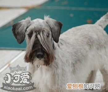 捷克梗排便怎么训练,捷克梗上厕所训练方法
