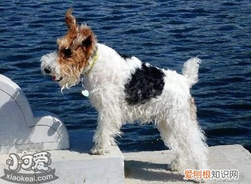 捷克梗训练失败有什么原因，捷克梗训练失败原因介绍