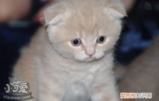被两个月小猫抓伤出血要打针吗,被小猫抓伤出血要打针吗,被幼猫抓伤