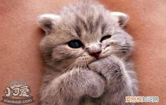被两个月小猫抓伤出血要打针吗,被小猫抓伤出血要打针吗,被幼猫抓伤