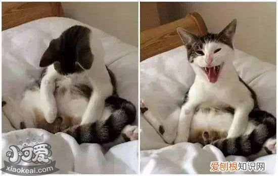 猫发情期可以做绝育吗,猫发情绝育好不好,猫发情能做绝育吗