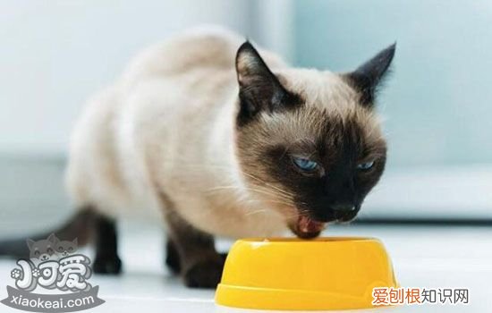 猫咪呕吐是什么原因,猫为什么会吐,猫咪呕吐是怎么回事,猫咪呕吐什么原因造成的