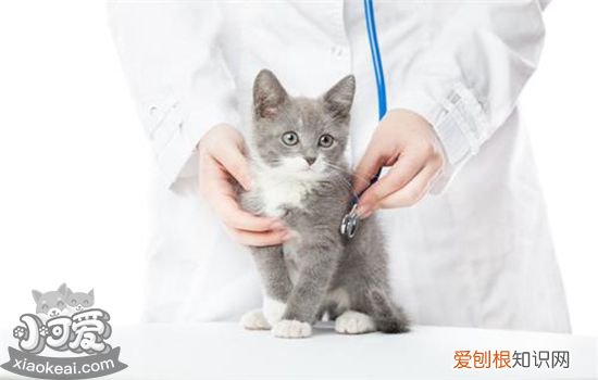 猫咪呕吐是什么原因,猫为什么会吐,猫咪呕吐是怎么回事,猫咪呕吐什么原因造成的