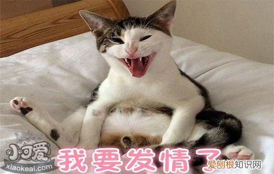 猫发情吃什么药管用,猫发情吃药可以吗,猫发情吃药副作用，猫咪发情的药能吃吗