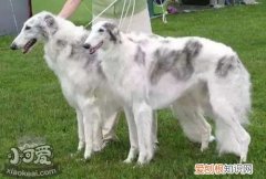 苏俄猎狼犬怎么学握手，苏俄猎狼犬握手训练，怎样训练幼犬握手
