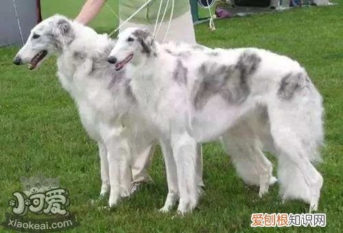 苏俄猎狼犬怎么学握手，苏俄猎狼犬握手训练，怎样训练幼犬握手