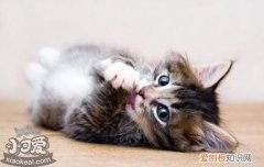猫绝育的好处,猫应该绝育吗,猫绝育好吗，给猫绝育好还是不绝育好