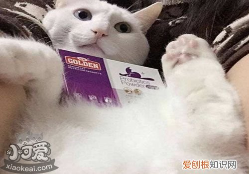 被猫抓伤怎么办,被猫抓伤的护理办法,被猫抓伤的处理方式，被猫抓伤应该怎么办