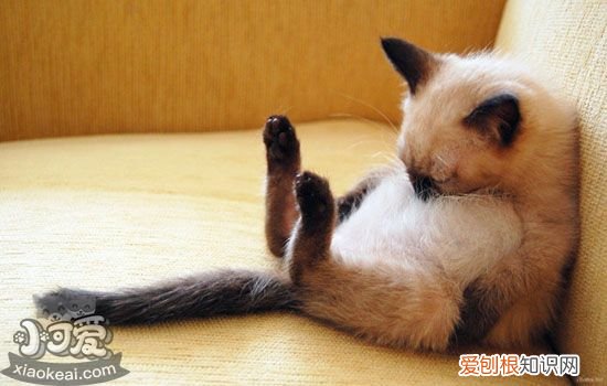被猫抓伤怎么办,被猫抓伤的护理办法,被猫抓伤的处理方式，被猫抓伤应该怎么办