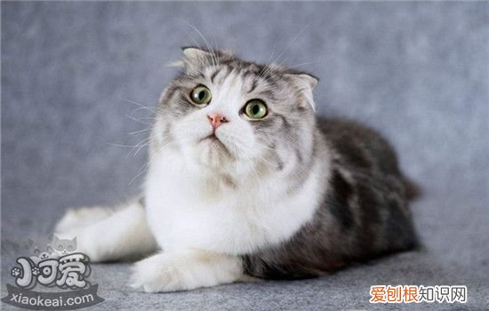 折耳猫遗传病，折耳猫遗传病骗局