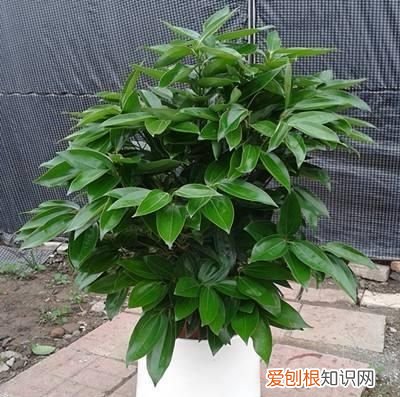 平安树叶子发黄发干怎么办 平安树叶子干枯发黄是怎么回事