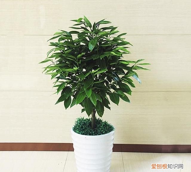 平安树叶子发黄发干怎么办 平安树叶子干枯发黄是怎么回事