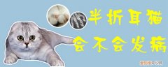 半折耳猫会不会发病,折耳猫，半折耳猫有没有不发病的
