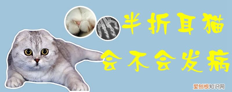 半折耳猫会不会发病,折耳猫，半折耳猫有没有不发病的