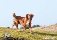 新斯科舍猎鸭寻猎犬怎么训练大小便技巧，新斯科舍水鸭引诱寻猎犬