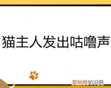猫发出咕噜声表示什么 猫主人发出咕噜声代表什么