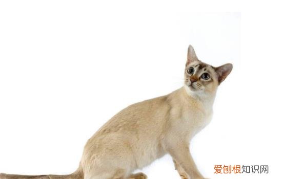 东奇尼猫的养护小技巧有哪些 东奇尼猫的养护小技巧