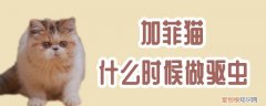 加菲猫什么时候做驱虫,加菲猫,猫，加菲猫需要打针吗