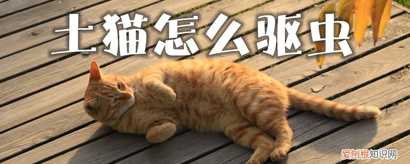 土猫怎么驱虫,土猫,土猫用什么驱虫药