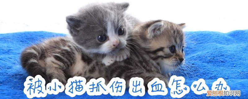 被小猫抓伤出血怎么办,小猫，被小猫抓破出血了怎么办