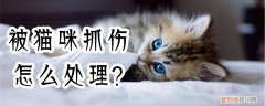 被猫咪抓伤怎么处理,猫咪，被猫咪抓伤该怎么办