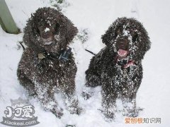 爱尔兰水猎犬怎么学游泳，爱尔兰水猎犬游泳训练，狗如何游泳