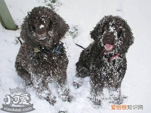 爱尔兰水猎犬怎么学游泳，爱尔兰水猎犬游泳训练，狗如何游泳